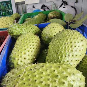 Pulpa de Graviola Congelada, Ingrediente de Fruta Tropical para Smoothies, Jugos, Helados, Postres y Bebidas, Origen Vietnam - Product Image 3