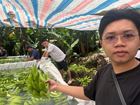 Verse Export Kwaliteit Cavendish Bananen Uit Vietnam Heerlijke Smaak En Voedingsstoffen Verpakt Voor Supermarkten En Distributeurs