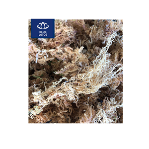 EXPÉDITION LE JOUR MÊME – Algues Marines Séchées Écologiques et Sûres, Pur Algues Marines, Idéal pour la Fabrication de Gels et la Cuisson de Soupes – Offre en Gros - Product Image 1