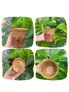 กระถางต้นไม้ใยมะพร้าวธรรมชาติ 100% Eco2go เวียดนาม - ราคาดีที่สุดจากโรงงาน - Product Image 6