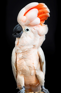 Moluccan Cockatoo Birds for Aviculture Breeding Ornamental Bird Farms <b>Aviaries</b> and Wholesale Supply - Product Image 5