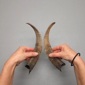 Paires de cornes de chèvre naturelles, finition rustique, écologiques, neuves, de haute qualité pour la décoration et l'artisanat - Product Image 1