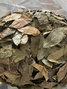 Hojas de Graviola Secas a Granel para Procesamiento de Ingredientes de Té Herbal, Producción de Bebidas y Suministro para Comercio Global - Product Image 6