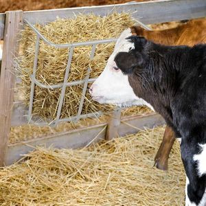 Support à foin en acier robuste de 22,8 po de long, à fixation murale, pour chevaux et chèvres, grande capacité, mangeoires multi-panniers pour animaux - Product Image 3