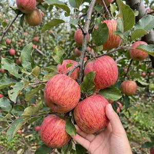 Manzanas Frescas de China - Royal <span class=keywords><strong>Gala</strong></span>/Fuji/Red Delicious 100% Naturales, Almacenadas en Frío, Empacadas en Caja, Dulces, Premium, Exportación a Granel - Product Image 3