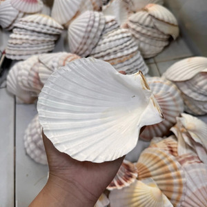 Conchas de vieira naturales blancas con tonos rosas y marrones para decoración del hogar, uso artesanal, material de concha cruda. - Product Image 4