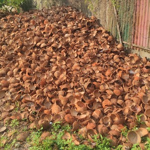 เปลือกมะพร้าวครึ่งซีกสีน้ำตาลธรรมชาติสำหรับงานฝีมือและการเกษตร - Product Image 4
