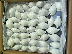 Proveedor de Vietnam, Conchas Marinas Naturales Mixtas, Conchas de Caracol Surtidas, Precio al por Mayor para Decoraciones Únicas de Arte y Manualidades para el Hogar - Macy - Product Image 4
