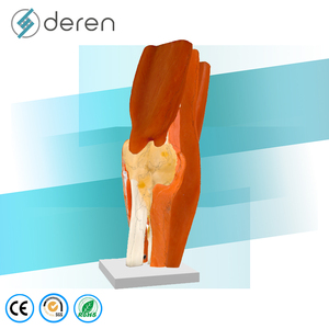 DRS2030 Modelo Anatómico <span class=keywords><strong>de</strong></span> <span class=keywords><strong>Rodilla</strong></span> Humana a Tamaño Real con Músculos y <span class=keywords><strong>Ligamentos</strong></span> - Modelo <span class=keywords><strong>de</strong></span> Enseñanza Anatómica para Educación Médica - Product Image 1