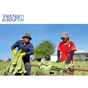 Aloe Vera orgánico de la mejor calidad de Vietnam, perfecto para bebidas, belleza y bienestar, aloe vera agrícola directo de la granja - Product Image 5
