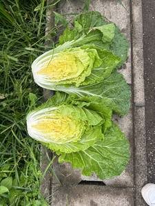 Meilleurs vendeurs : Patates douces japonaises de qualité supérieure, légumes verts frais, petits choux chinois - Product Image 5