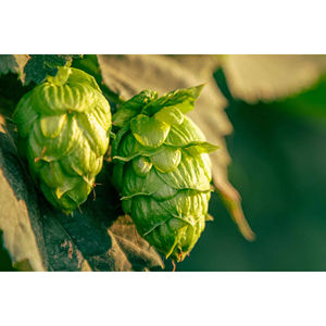 Houblon cru de qualité supérieure, ingrédient végétal à base de plantes, avec une qualité fiable et des caractéristiques naturelles fraîches - Product Image 6