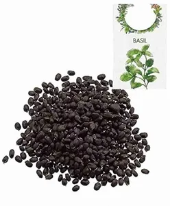 Semillas de albahaca Ocimum Basilicum Sabja Tukmaria, semillas negras saludables con textura gelatinosa similar a las semillas de chía - Product Image 1