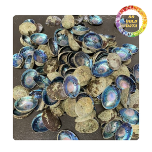Coquilles d'ormeaux vertes en gros, coquillages naturels pour l'artisanat et la décoration intérieure - Product Image 3