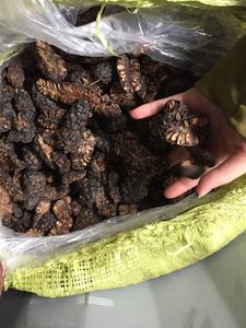 Trozos de Noni Secos Naturales, Aptos para el Procesamiento de Bebidas y Mercados de Comercio Internacional - Product Image 2