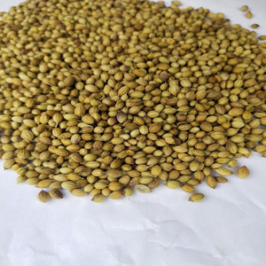 Graines de coriandre séchées naturelles pures Hew Harvest à faible MOQ pour l'assaisonnement alimentaire et la cuisine - Product Image 3