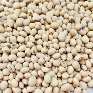 Selección Premium de Soja Común Seca para Exportación con Procesamiento Limpio y Empaque a Granel para Importadores y Compradores Mayoristas - Product Image 1