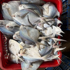 ปลาปอมเฟรตสีขาวคุณภาพสูง มีจำหน่ายในราคาพิเศษสำหรับผู้ซื้อที่ต้องการสั่งซื้อจำนวนมาก - Product Image 1