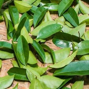 100% Pure Dried Soursop Leaves Culinary Grade Guanabana Petals Raw Plant Ingredients For Official Certificate Analysis <b>Filing</b> - Product Image 1