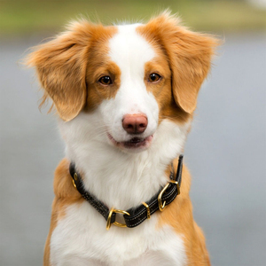 Productos para Mascotas, Accesorios para Mascotas Más Vendidos, Collar de Cuero Genuino para Perro, Collar de Cuero de Color para Perro con Correa - Product Image 5