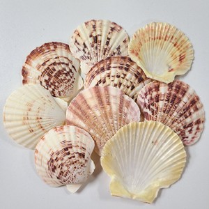 Conchas de vieira grandes y económicas, conchas marinas naturales para hacer manualidades - Product Image 1