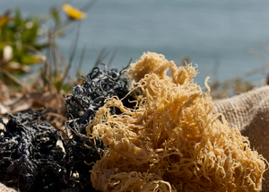 Ingrediente crudo de planta marina seca orgánica de musgo de mar para producción de alimentos y bebidas Vietnam - Product Image 4