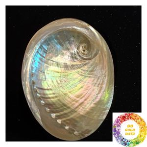 Coquilles d'ormeaux entières pour projets d'artisanat, mosaïques, formes découpées sur mesure et produits décoratifs - Product Image 2