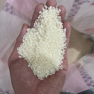 Riz à grains courts Japonica pour Sushi, 5% de brisures, doublement poli, 100% pur, durée de conservation de 2 ans, emballage de 10kg pour Horeca - Justin - Product Image 1