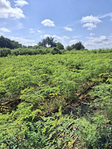 Polvo de Hoja de Moringa Oleifera Orgánico de Grado Alimenticio de Alta Calidad, Antioxidante Probado en Laboratorio, Bolsas de 100g a Granel - Product Image 4