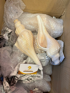 Coquilles de tuba de qualité supérieure, coquilles de boulons de mer, coquilles d'escargot en gros pour la décoration d'aquariums, les ornements de mariage et l'art - Macy - Product Image 2