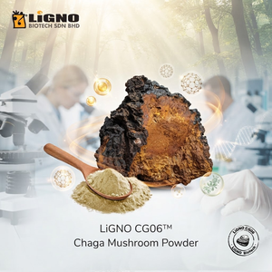 ผงเห็ดชากา LiGNO CG06 |   ส่วนผสมอาหารเพื่อสุขภาพเกรดพรีเมียมแบบฟูลสเปกตรัม อบแห้งด้วยความเย็น สำหรับผลิตภัณฑ์เสริมอาหาร - Product Image 1