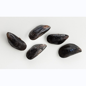 Venta caliente de mariscos: carne de mejillones cocidos y congelados con o sin concha, o en mitades de concha. - Product Image 2