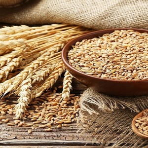 Graines de blé dur de haute qualité séchées pour la production de pâtes premium et les applications fiables de transformation alimentaire – Graines de blé dur pour l'agriculture - Product Image 5