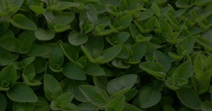 Feuilles d'origan séchées naturelles de haute qualité pour épices - Product Image 5