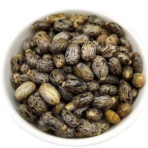 Graines de ricin de qualité supérieure, naturelles et matures, pour l'exportation en vrac, emballées en sacs tissés pour l'extraction d'huile industrielle - Product Image 2