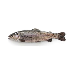 Truite fraîche à bas prix, portion de poisson de haute qualité préparée pour une expédition en gros volume et une livraison rapide - Product Image 2