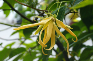 Aceite Esencial de Ylang Ylang Premium, Extracto Floral (YL-001), Aroma Van - Product Image 2