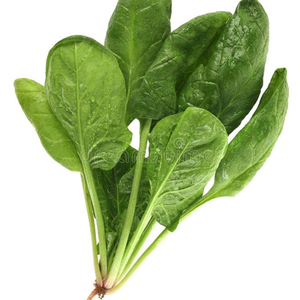 Graines de spinaise stabilisées pour semis mécaniques et systèmes de production agricole à grande échelle pour l'agriculture moderne - Product Image 1