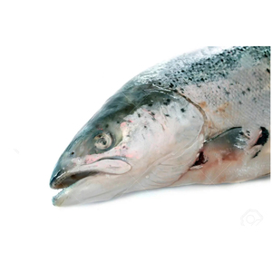 ปลาแซลมอนแปซิฟิกสดแช่แข็ง วัตถุดิบใหม่ ปลาแซลมอนแช่แข็ง ปลาแซลมอนป่า แบ่งส่วนขาย - Product Image 2