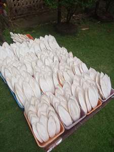 Os de Seiche Blancs Blanchis et Nettoyés OEM, Coupe-Beak d'Oiseau en Vrac, Exportateur et Fabricant Vietnamien de Suppléments - Product Image 6