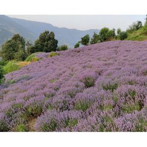 Aceite Esencial de Lavanda para Aromaterapia y Cosmética |   Proveedor Mayorista - Product Image 3