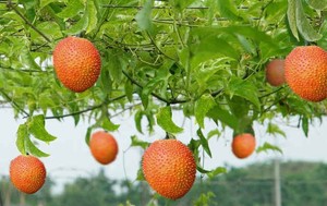 Fruta Gac Fresca de Vietnam – Calidad Premium, Rica en Nutrientes // Mr.Tom - Product Image 2