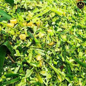 Silage de maïs de haute qualité pour l'alimentation du bétail avec une offre stable en provenance du Vietnam - Product Image 5