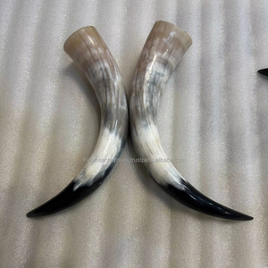 Paires de cornes de vache véritable polies faites à la main - Style animalier, écologiques, objets d'art et de collection pour la décoration murale et les présentoirs de cheminée - Product Image 5