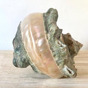 Premium quality natural sea shell table lamps coastal seashell wire <b>night</b> <b>light</b> lamp cheap price - Product Image 3