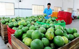 Pomelo Verde Fresco de Vietnam, Dulce y Jugoso, con Pulpa Rosada, Calidad Premium de Exportación, Cítrico, 60-90 Días de Vida Útil, Uso Inmediato - Product Image 5