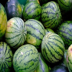 Pastèque fraîche biologique de haute qualité, emballage personnalisé, qualité alimentaire, 5 kg, <span class=keywords><strong>prix</strong></span> de gros - Product Image 1