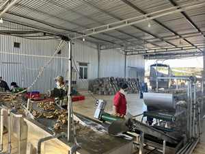 Gingembre frais de haute qualité, peau lisse et arôme intense, épices, gingembre frais en vrac, emballage en filet, gingembre - Product Image 5