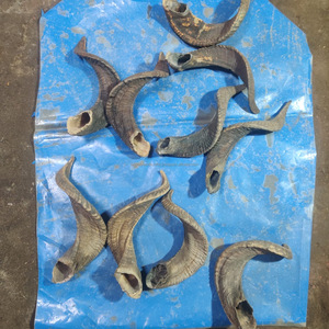 Cuerno de oveja náutico, ecológico, pulido, de material orgánico, decoración para el hogar de la India - Product Image 2