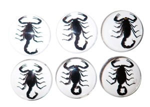 Scorpion noir, spécimen réel, cabochon en plastique rond 38x38 mm, fond plat transparent pour l'artisanat et la fabrication de bijoux - Product Image 6